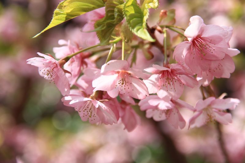 河津桜3
