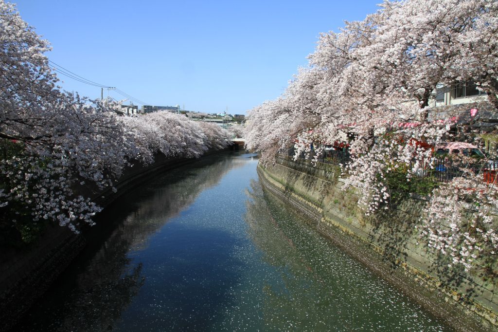 満開