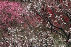 IMG_7363_640