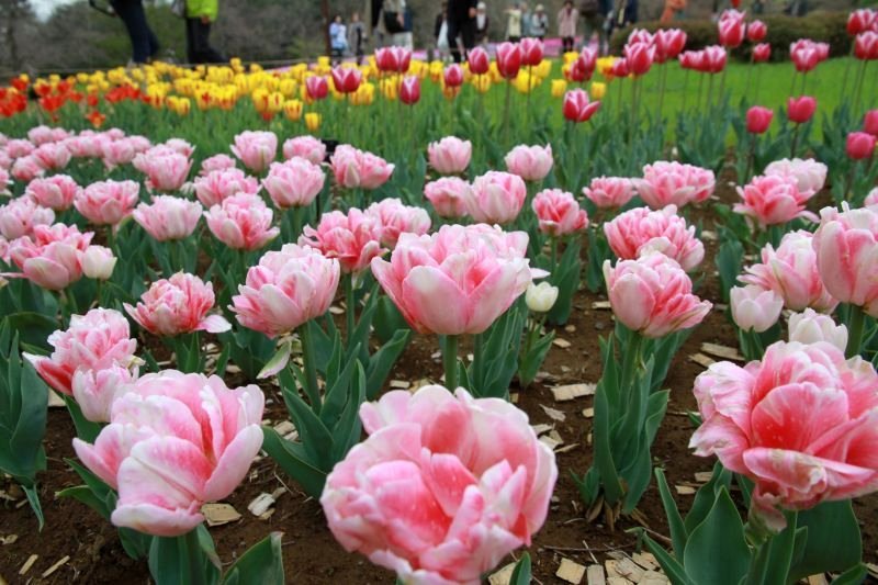 昭和記念公園11