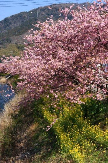 河津桜5