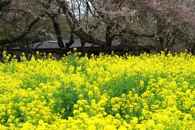昭和記念公園8