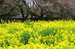 昭和記念公園8