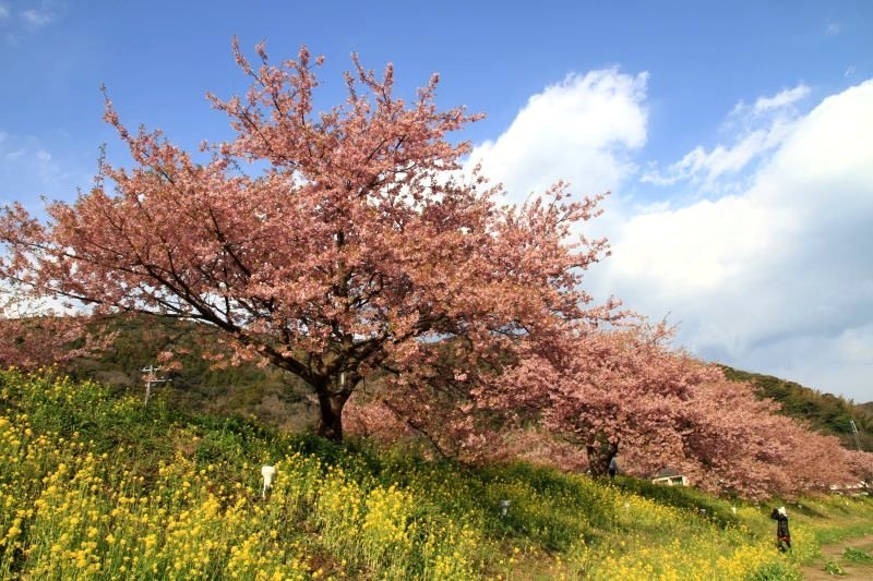 南の河津桜1