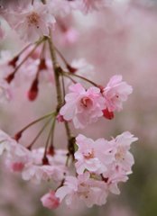 昭和記念公園5