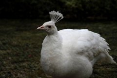 IMG_5719_600