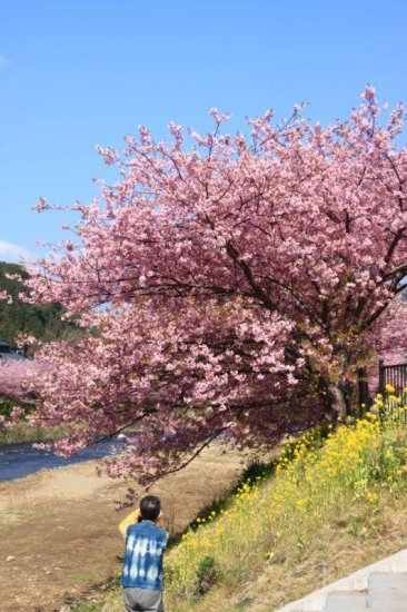 河津桜6