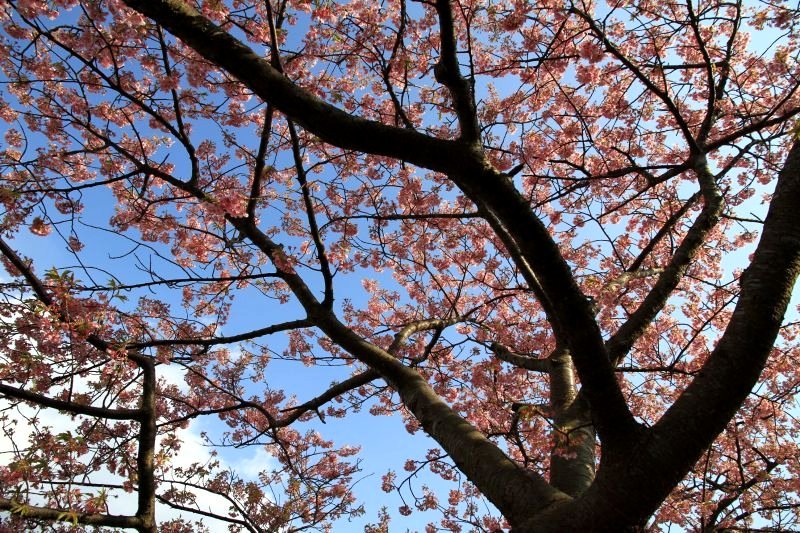 南の河津桜2