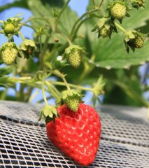 IMG_2421_800