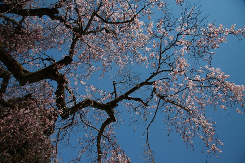 春の風景1