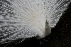 IMG_5848_600