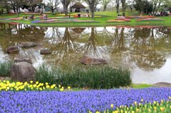 昭和記念公園15
