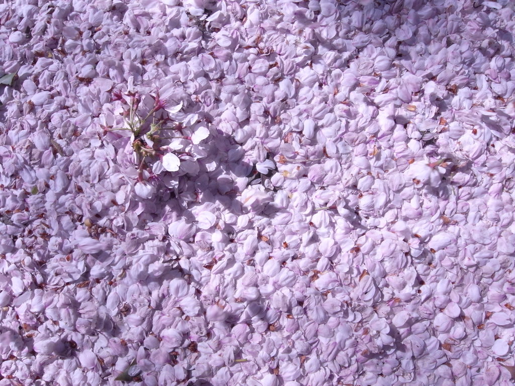 残桜