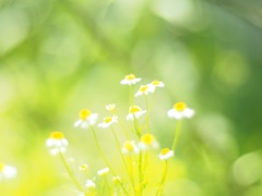 伸びる花