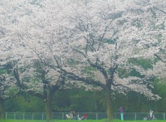 お花見