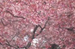 桜盛り