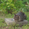 すぴーすぴー