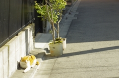 本日、日光浴日和なり