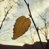 leaf