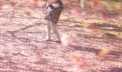 桜の中で