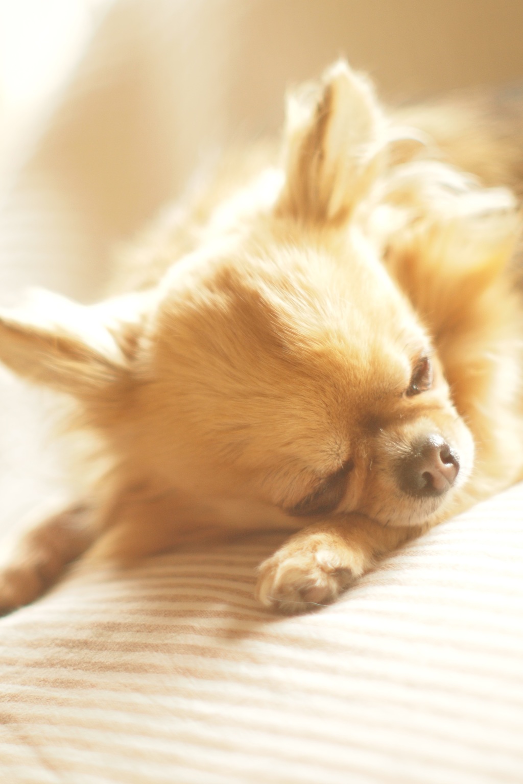 春眠　珊瑚の巻