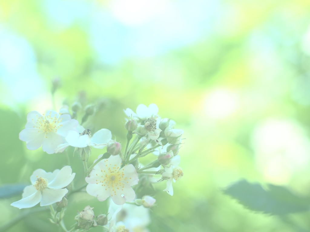 開く花