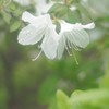 白つつじ