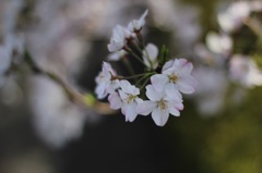 千鳥ヶ淵桜花