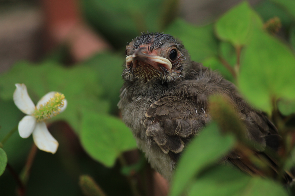 ヒヨドリのひなと花