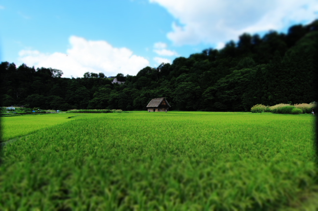 田んぼの中にぽつんと