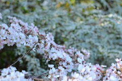 桜とユキヤナギ