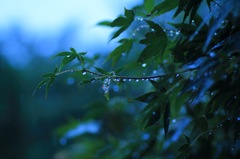 ある雨の日に