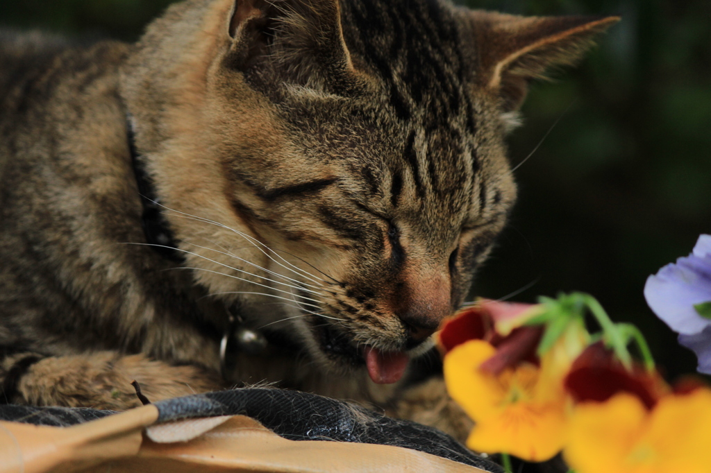 下だし猫
