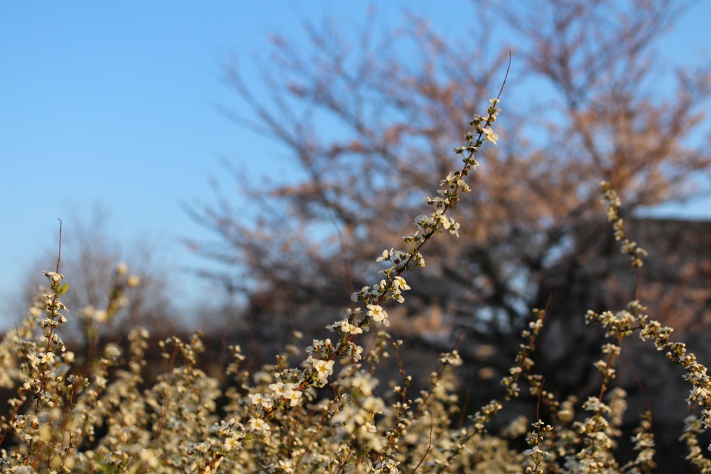 ユキヤナギと桜２