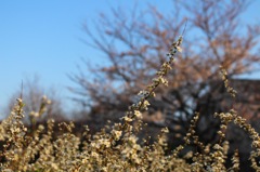 ユキヤナギと桜２