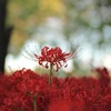 赤い絨毯の上に咲く彼岸花