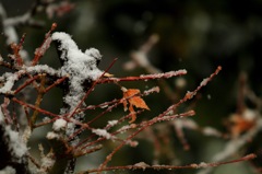 初雪