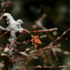 初雪