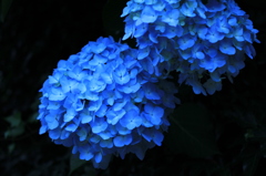 紫陽花2