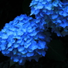 紫陽花2