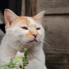 江ノ島猫Ⅳ