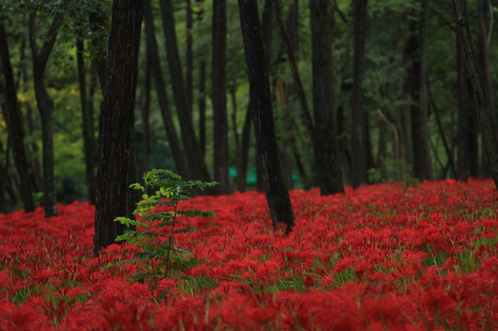 紅い絨毯