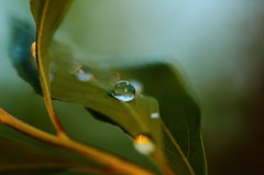葉っぱの上の水滴
