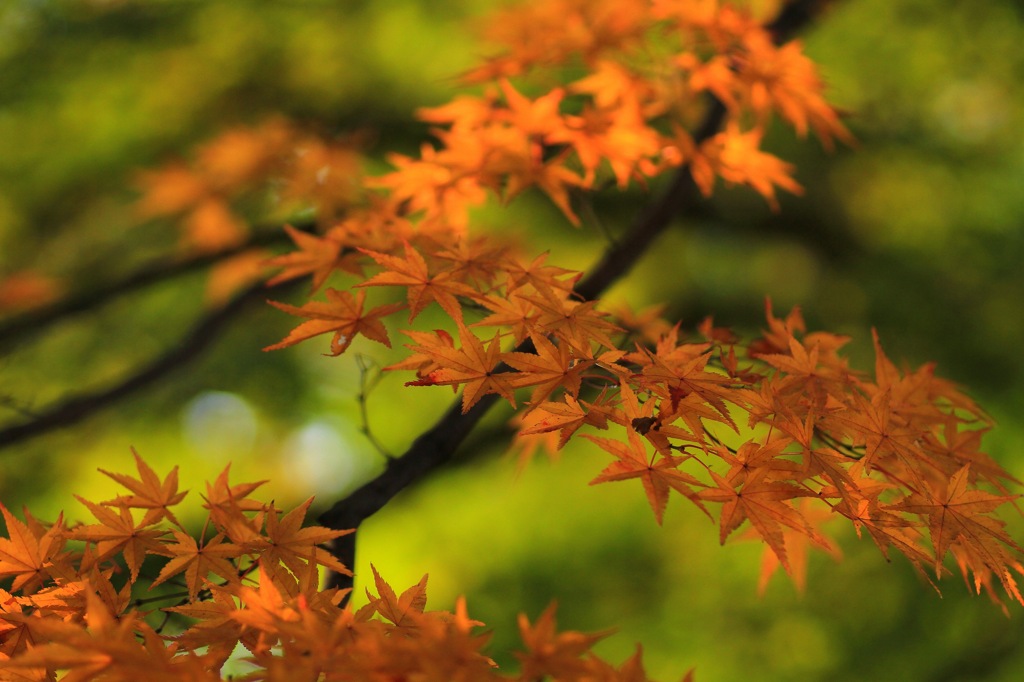 colored leaves