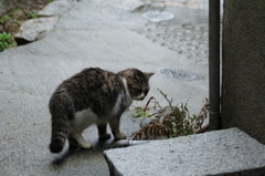 尾道猫