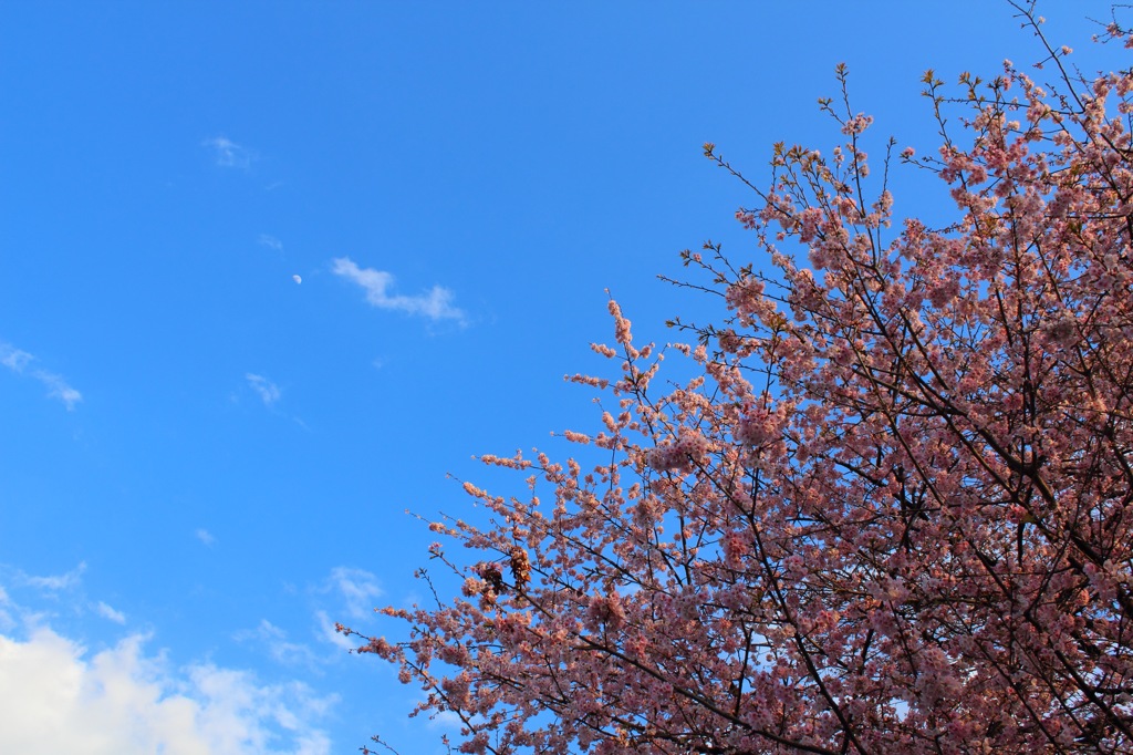 半月と桜