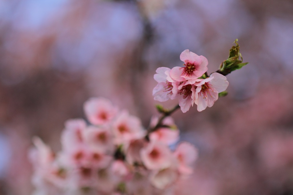 桜花