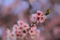 桜花