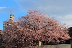 一本桜