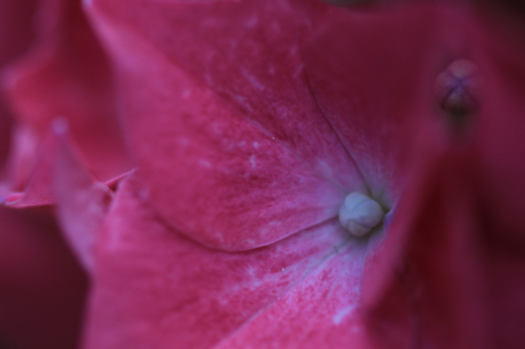 マクロ紫陽花
